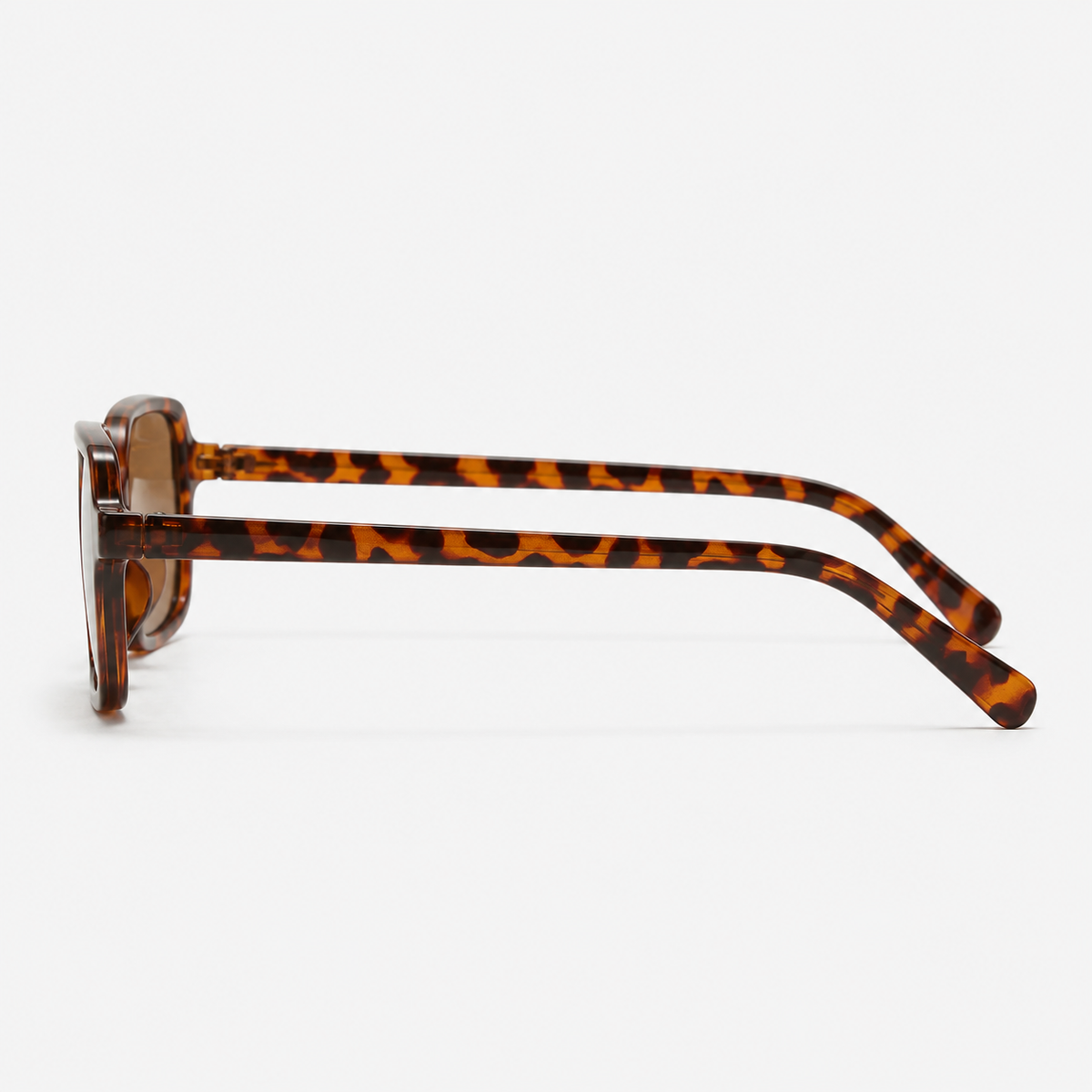 Rex | Tortoiseshell